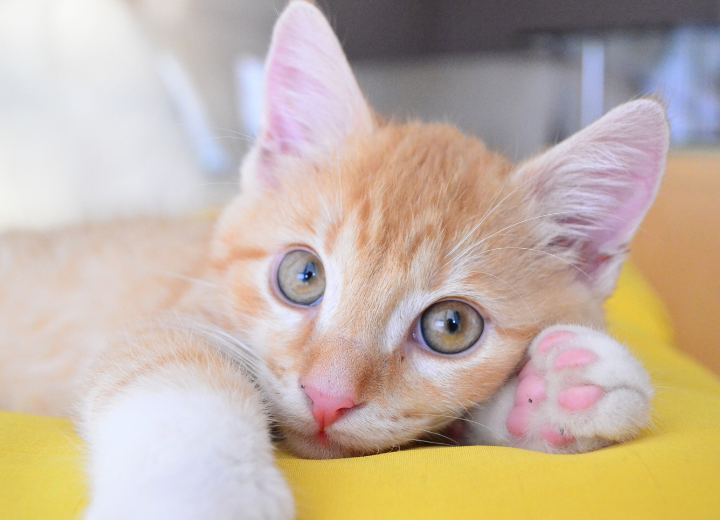 動愛園 博多斎場：対応可能なペットの種類